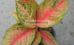Aglaonema-Treasure-of-Siam-13