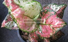 Aglaonema-Unyamanee-Pink-Variegated-L-55