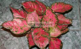 Aglaonema-Unyamanee-Red-20