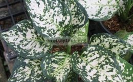 Aglaonema-Unyamanee-White-13