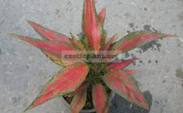 Aglaonema-Unyamanee-mutation-13
