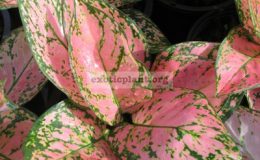 Aglaonema-Valentine-17