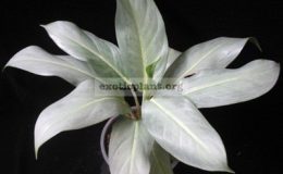 Aglaonema-Waen-Maan-44-