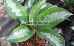 Aglaonema-Waen-Petch-20