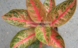 Aglaonema-Widuri-13