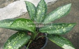 Aglaonema-brevispathum-x-Golden-Bay-35