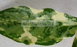 Aglaonema-commutatum-Bangkok-Dream-S-22-