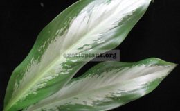 Aglaonema-commutatum-x-nitidum-17