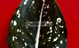 Aglaonema-costatum-cataloque