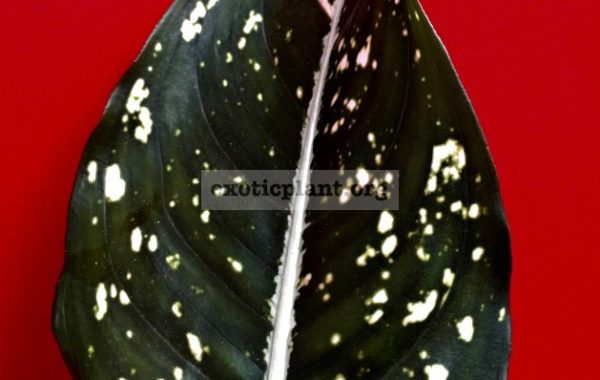 Aglaonema-costatum-cataloque