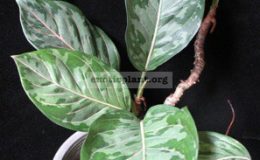 Aglaonema-hybrid-T01-modestum-Chiang-Mai-x-rotundum-20-1