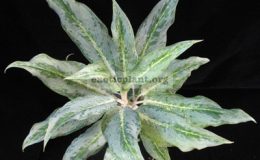 Aglaonema-hybrid-T03-unknow-parentage35