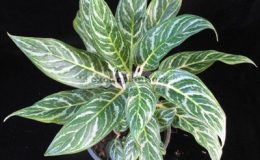 Aglaonema-hybrid-T04-unknow-parentage-30