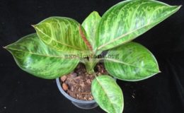 Aglaonema-hybridT06-25