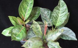 Aglaonema-hybridT06слева-Green-Leopardmodestum-x-rotundumсправа