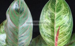 Aglaonema-hybridT06справа-Green-Leopardслева