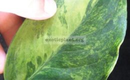 Aglaonema-modestrum-Marble-35