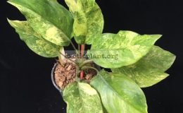 Aglaonema-modestum-Marble-40