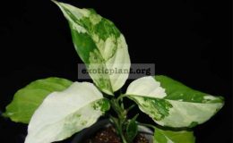 Aglaonema-modestum-Spilt-Milk44