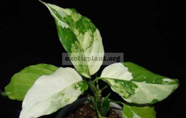 Aglaonema-modestum-Spilt-Milk44