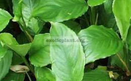 Aglaonema-modestum-green-form20