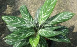 Aglaonema-nitidum-Curtisii-14