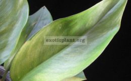 Aglaonema-nitidum-Touch-of-CreamL-75-