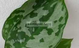 Aglaonema-pictum-Bicolor-20