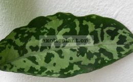 Aglaonema-pictum-Spotty-Dotty-44-