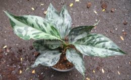 Aglaonema-pictum-T02-44