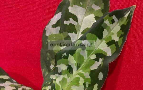 Aglaonema-pictum-Tricolor2-60-