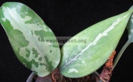 Aglaonema-pumilum-Southern-Thailand44
