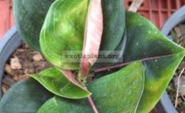 Aglaonema-rotundum-44-