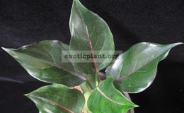 Aglaonema-rotundum-x-simplexnatural-hybrid-35
