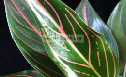 Aglaonema-rotundumF1-30-