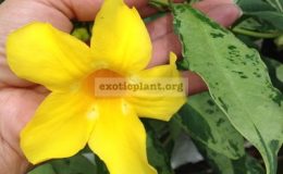 Allamanda-cathartica-Green-Marble-