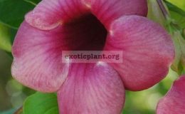 Allamanda-cathartica-сv-Cherry-Jubilee