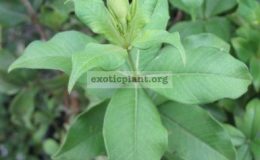 Allamanda-sp.T04