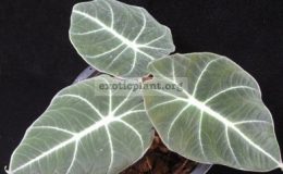Alocasia-Black-VelvetT12