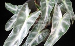 Alocasia-Silver-Bambino