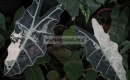Alocasia-amazonica-variegated-