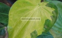 Alocasia-cucullata-Moon-Landing