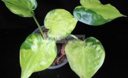 Alocasia-cucullata-Moon-Landing-select-clone