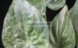 Alocasia-cucullata-white-variegated-30