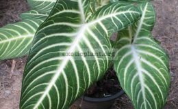 Alocasia-lindenii-Xanthosoma-lindenii-20