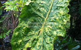 Alocasia-macrorhiza-Seven-Colors-30-к-продаже-растение-меньше-чем-на-фото