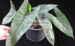 Alocasia-princeps