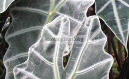 Alocasia-sanderiana-20