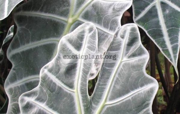 Alocasia-sanderiana-20