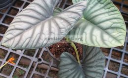 Alocasia-sp.-T04